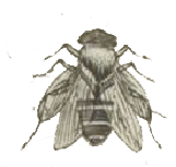 bee-drawing