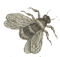 bee-drawing