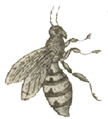bee-drawing