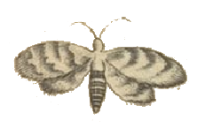 Gezeichneter Schmetterling