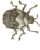 Gezeichneter runder Käfer