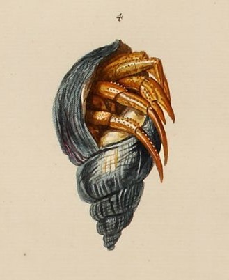 Zeichnung von Einsiedlerkrebs