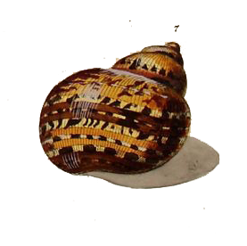 Gezeichnete Meeresschnecke>

                </div>

                <div class=
